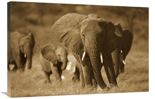 Global Gallery GCS-453711-2436-142 24 x 36 in. African Elephant Group&