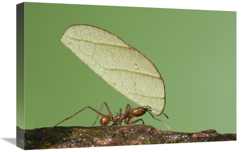 Global Gallery GCS-397304-1624-142 16 x 24 in. Leafcutter Ant Carrying