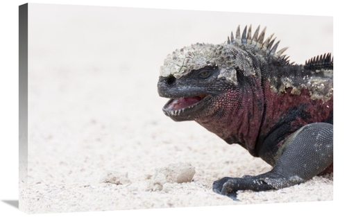 Global Gallery GCS-395604-2030-142 20 x 30 in. Marine Iguana, Gala