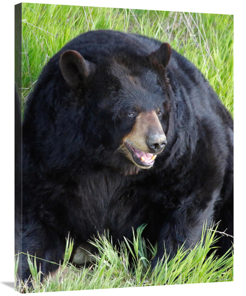 Global Gallery GCS-486430-36-142 36 in. Big Daddy Bear Art Print - Vic