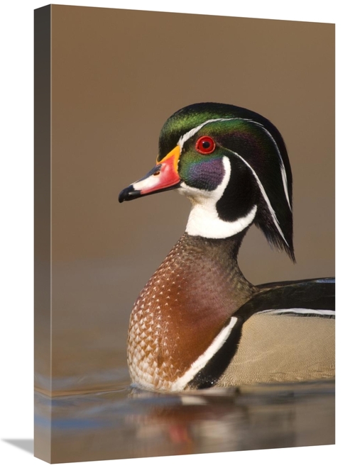 Global Gallery GCS-397402-1624-142 16 x 24 in. Wood Duck Male in Breed
