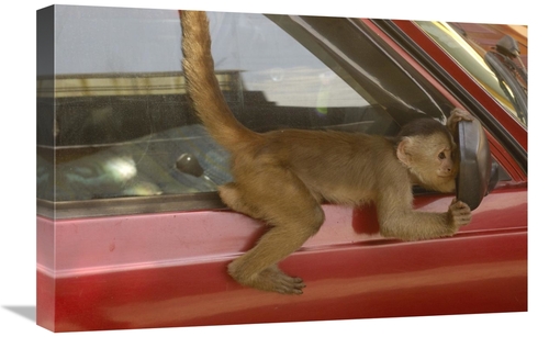 Global Gallery GCS-453087-1624-142 16 x 24 in. White-Fronted Capuchin 