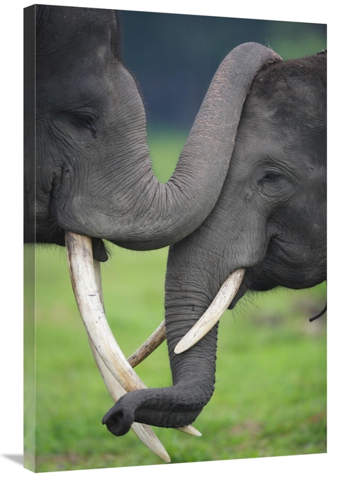 Global Gallery GCS-398106-2436-142 24 x 36 in. Asian Elephant Pair Pla