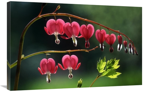 Global Gallery GCS-397687-2436-142 24 x 36 in. Bleeding Heart Flowers 