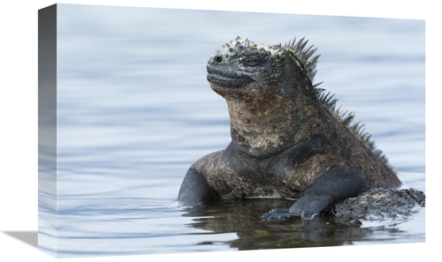 Global Gallery GCS-395628-1218-142 12 x 18 in. Marine Iguana on Rock i