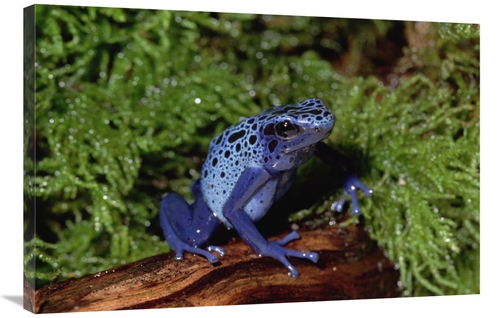 Global Gallery GCS-452807-2436-142 24 x 36 in. Blue Poison Dart Frog&#