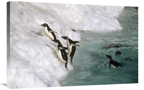 Global Gallery GCS-451284-2436-142 24 x 36 in. Adelie Penguin Group Le