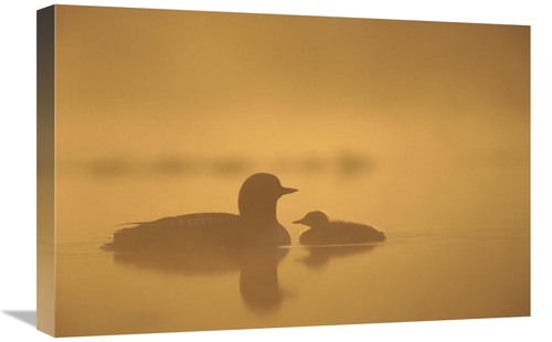 Global Gallery GCS-451884-1624-142 16 x 24 in. Pacific Loon Parent & C