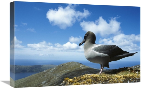 Global Gallery GCS-451619-1624-142 16 x 24 in. Light-Mantled Albatross
