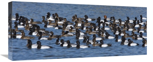 Global Gallery GCS-398301-30-142 30 in. Lesser Scaup Flock on Lake&#44
