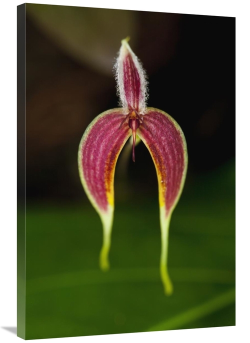 Global Gallery GCS-398537-2436-142 24 x 36 in. Orchid Flower, Saba