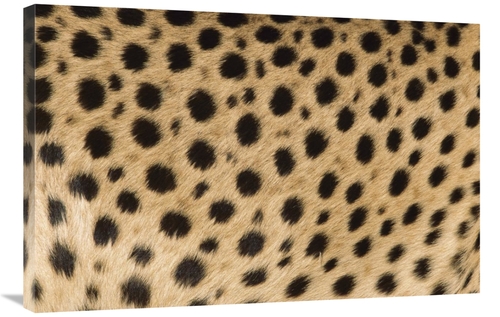 24 x 36 in. Cheetah Close-Up of Coat Showing Spots, Africa Art Pri