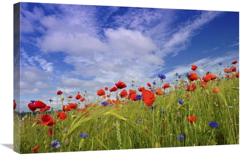 Global Gallery GCS-398054-2030-142 20 x 30 in. Field with Flowering Re