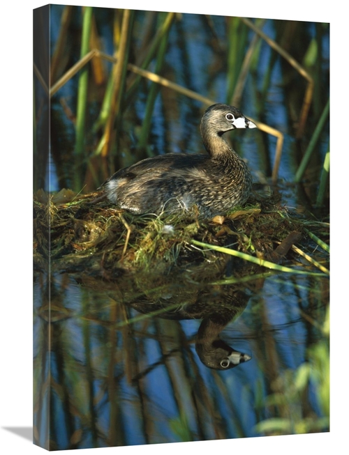 Global Gallery GCS-453307-1624-142 16 x 24 in. Pied-Billed Grebe on Ne