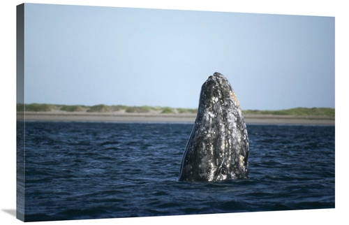 Global Gallery GCS-451169-2436-142 24 x 36 in. Gray Whale Adult Spy&#4
