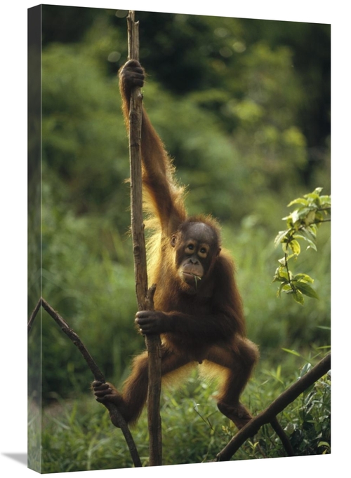 Global Gallery GCS-452477-2030-142 20 x 30 in. Orangutan Juvenile Hang