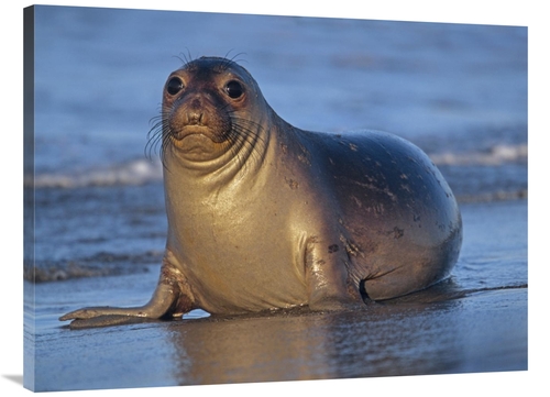 Global Gallery GCS-396644-3040-142 30 x 40 in. Northern Elephant Seal 