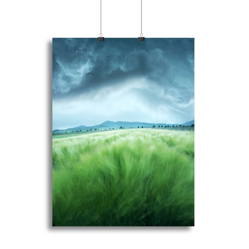 Barley Field Canvas Print or Poster