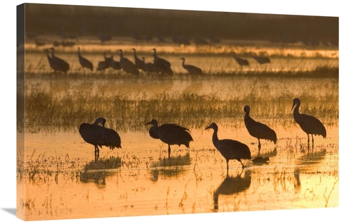 Global Gallery GCS-452610-2436-142 24 x 36 in. Sandhill Cranes, Bo