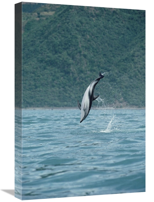 Global Gallery GCS-450680-1624-142 16 x 24 in. Dusky Dolphin Jumping&#