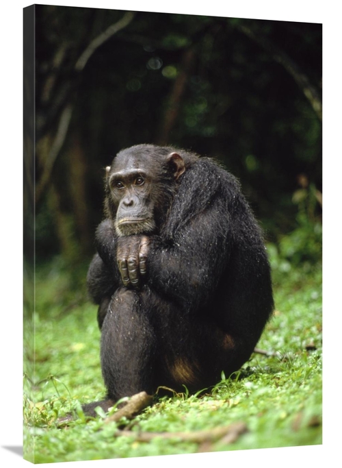 Global Gallery GCS-452772-2436-142 24 x 36 in. Chimpanzee Portrait&#44