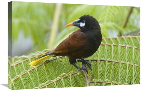 20 x 30 in. Chestnut-Headed Oropendola, Costa Rica Art Print - Ste