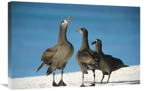 Global Gallery GCS-451437-2030-142 20 x 30 in. Black-Footed Albatross 