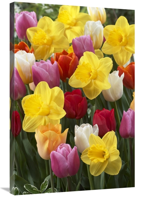 Global Gallery GCS-398405-2436-142 24 x 36 in. Daffodil Lucky Number V