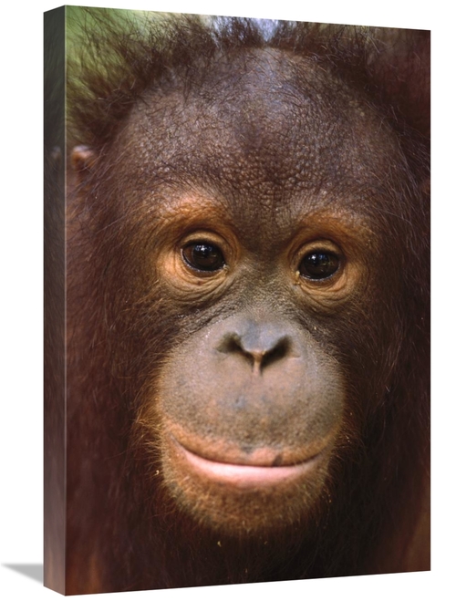 Global Gallery GCS-452735-1624-142 16 x 24 in. Orangutan Close-Up Port