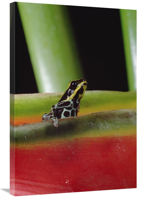 Global Gallery GCS-450758-2436-142 24 x 36 in. Rio Madeira Poison Frog