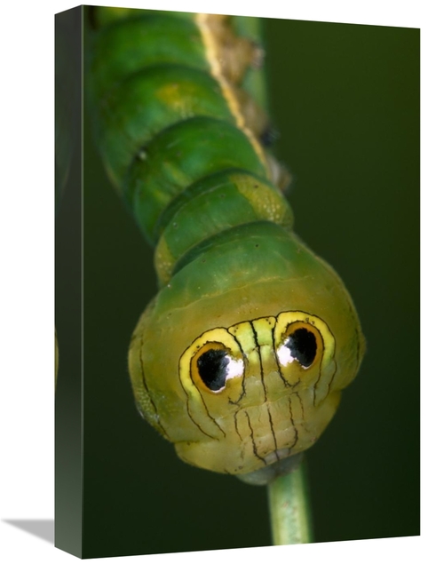 Global Gallery GCS-453604-1218-142 12 x 18 in. Dead-Leaf Moth Caterpil