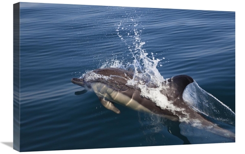 Global Gallery GCS-398482-2030-142 20 x 30 in. Common Dolphin Surfacin