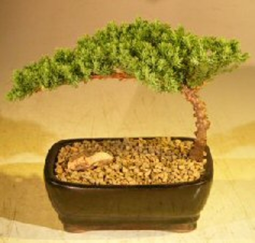 Juniper Bonsai Tree Complete Starter Kit