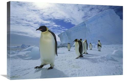 Global Gallery GCS-451728-2030-142 20 x 30 in. Emperor Penguin Crossin