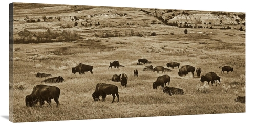 Global Gallery GCS-459569-2448-142 24 x 48 in. American Bison Herd Gra