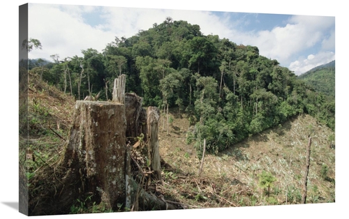 Global Gallery  20 x 30 in. Deforested Hillside of Wet Montane Rainfor