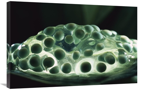 Global Gallery GCS-453367-2436-142 24 x 36 in. Red-Eyed Tree Frog Eggs