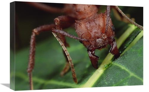 Global Gallery GCS-450768-1624-142 16 x 24 in. Leafcutter Ant Worker C