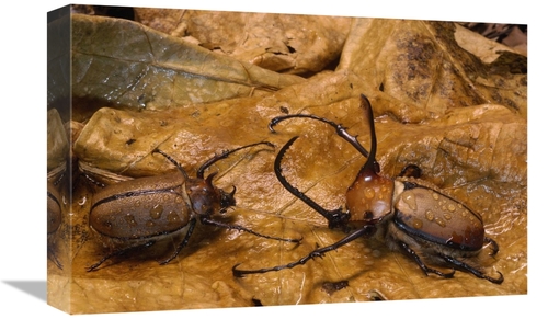 Global Gallery GCS-453143-1218-142 12 x 18 in. Caliper Beetle Male & F