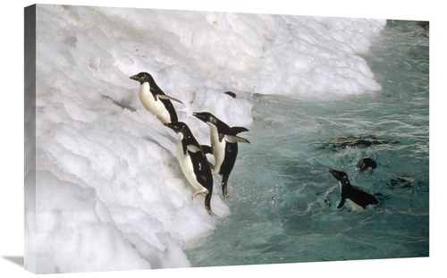 Global Gallery GCS-451284-2030-142 20 x 30 in. Adelie Penguin Group Le