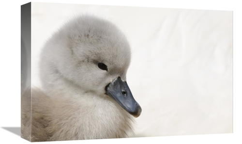 Global Gallery GCS-398173-1218-142 12 x 18 in. Mute Swan Cygnet, H