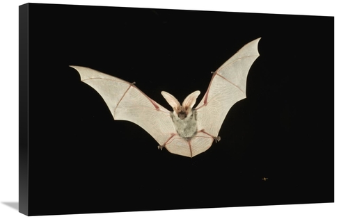 Global Gallery GCS-395724-2030-142 20 x 30 in. Spotted Bat Flying at N