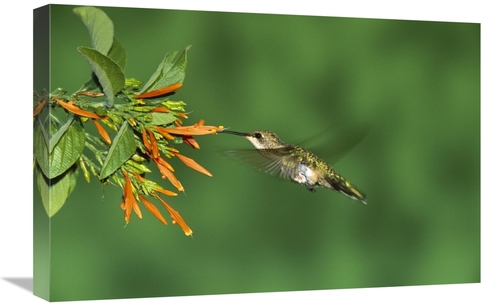 Global Gallery GCS-453319-1624-142 16 x 24 in. Black-Chinned Hummingbi