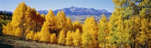 Panoramic Images PPI65091L Fall Aspen Trees Telluride CO Poster Print 