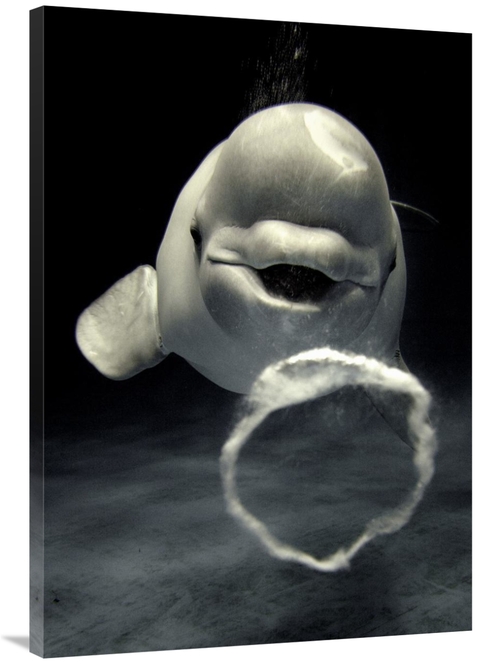 Global Gallery GCS-397727-40-142 40 in. Beluga Whale Blowing Toroidal 