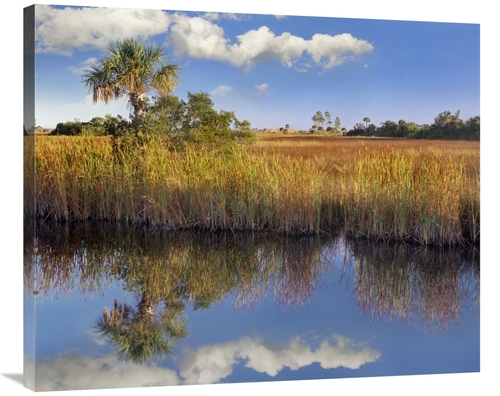 Global Gallery GCS-396553-36-142 36 in. Cabbage Palm in Wetland, F