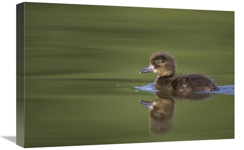 Global Gallery GCS-397494-1624-142 16 x 24 in. Tufted Duck Young, 