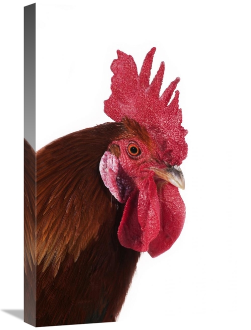 Global Gallery GCS-397524-1624-142 16 x 24 in. Domestic Chicken, G