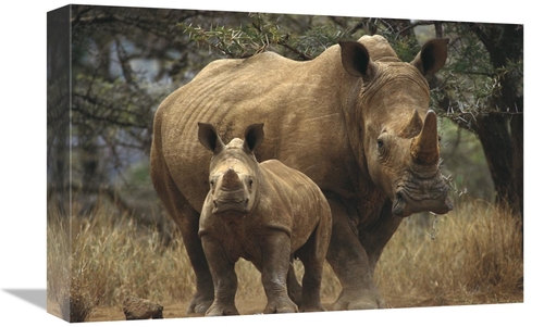 Global Gallery GCS-452979-1218-142 12 x 18 in. White Rhinoceros Mother