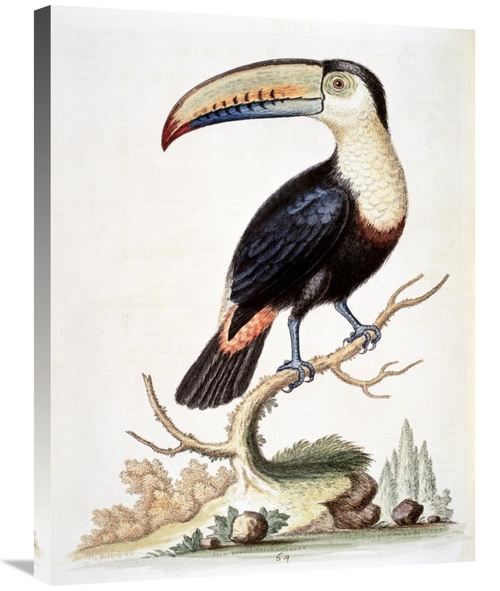 Global Gallery GCS-277466-30-142 30 in. Le Toucan Art Print - George E